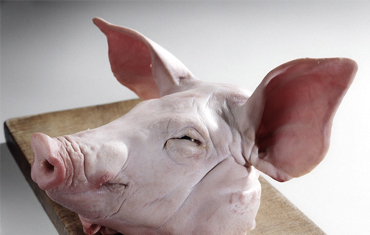 Frozen Pork Wholesale